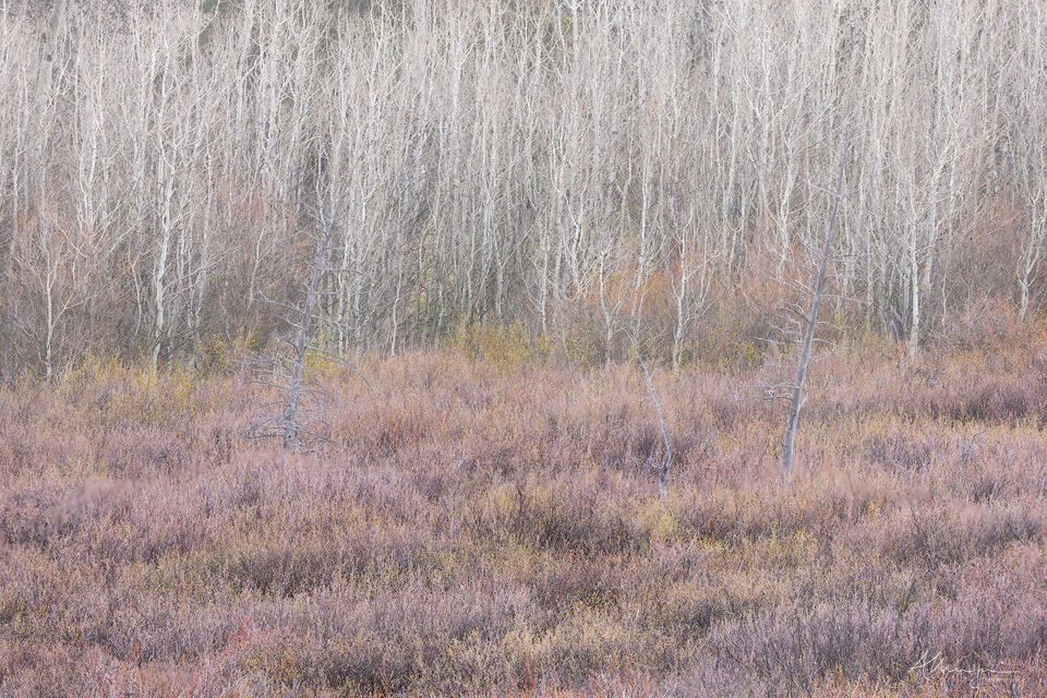 The Untamed print