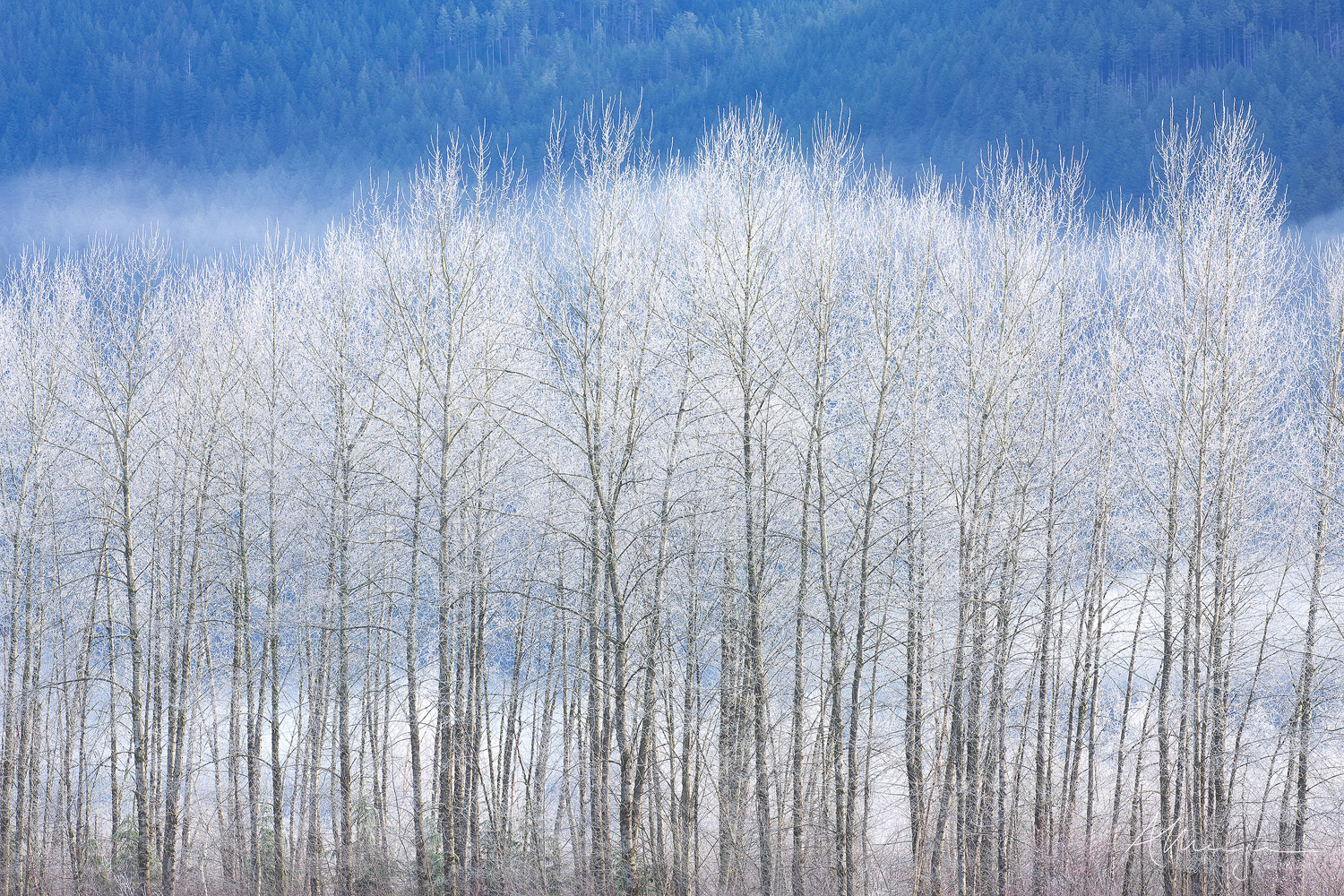 A Question of Colour Bare, winter trees covered in hoar frost against a background of shadowed mountains and a cloud inversion.