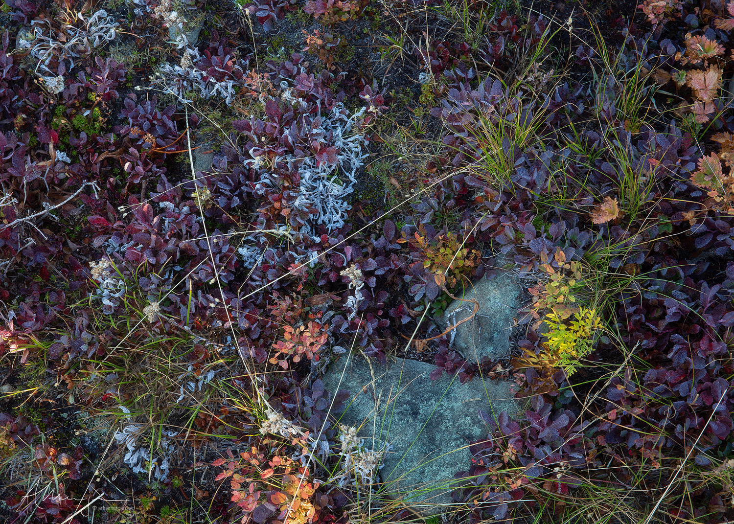 the alpine floor in Manning Park, British Columbia.