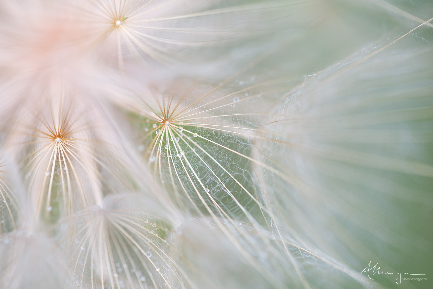 An Invitation Macro image of Salsify seed head with raindrops.