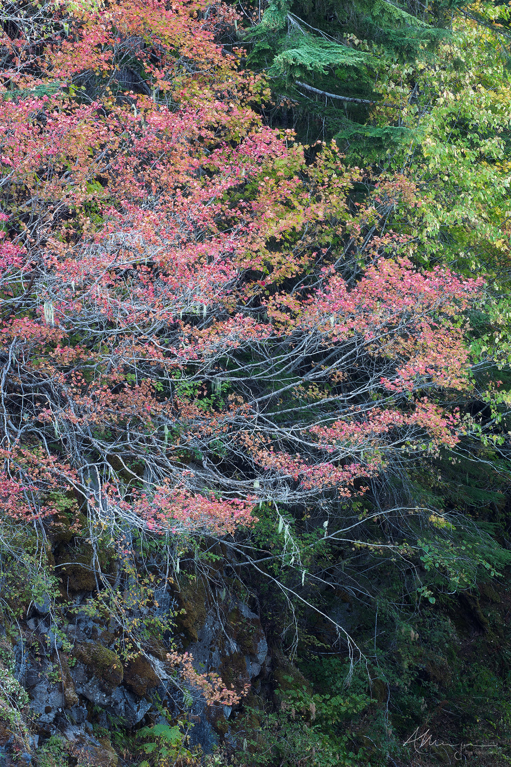 Anatomy of a Maple