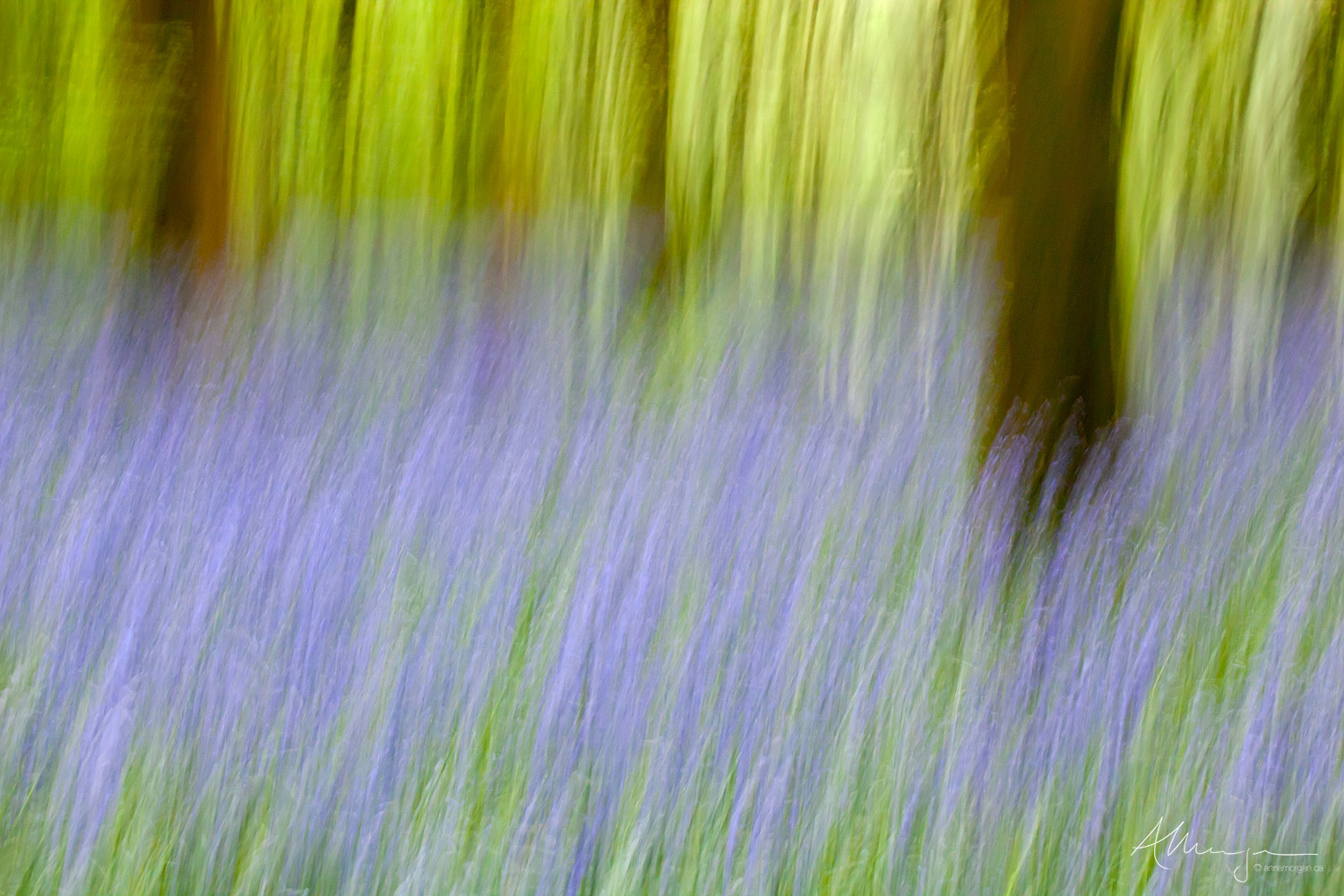 An ICM image of bluebells in a Beech forest