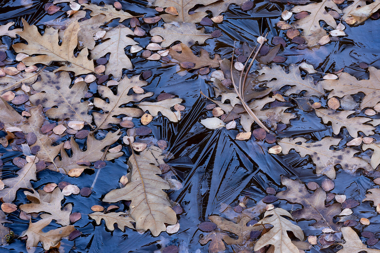 And So On Oak leaves and serviceberry leaves in a frozen pool reflecting sandstone colours in the Clear Creek area of Zion National Park