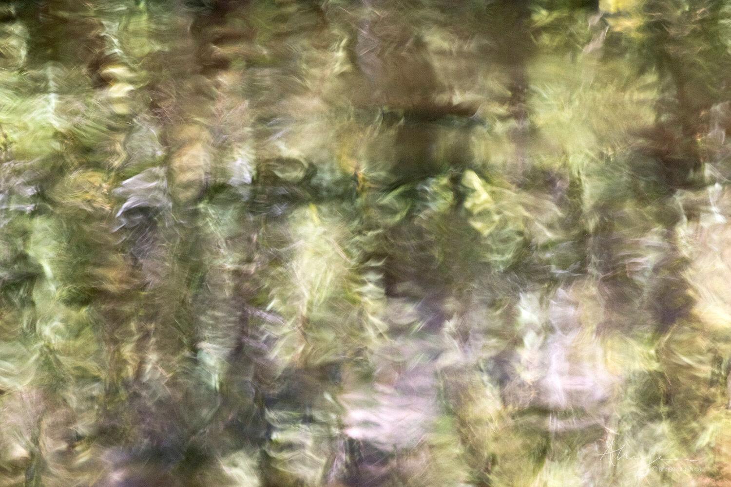 Aquarelle reflections of trees and sandstone walls in the water along Pine Creek in Zion National Park, Utah