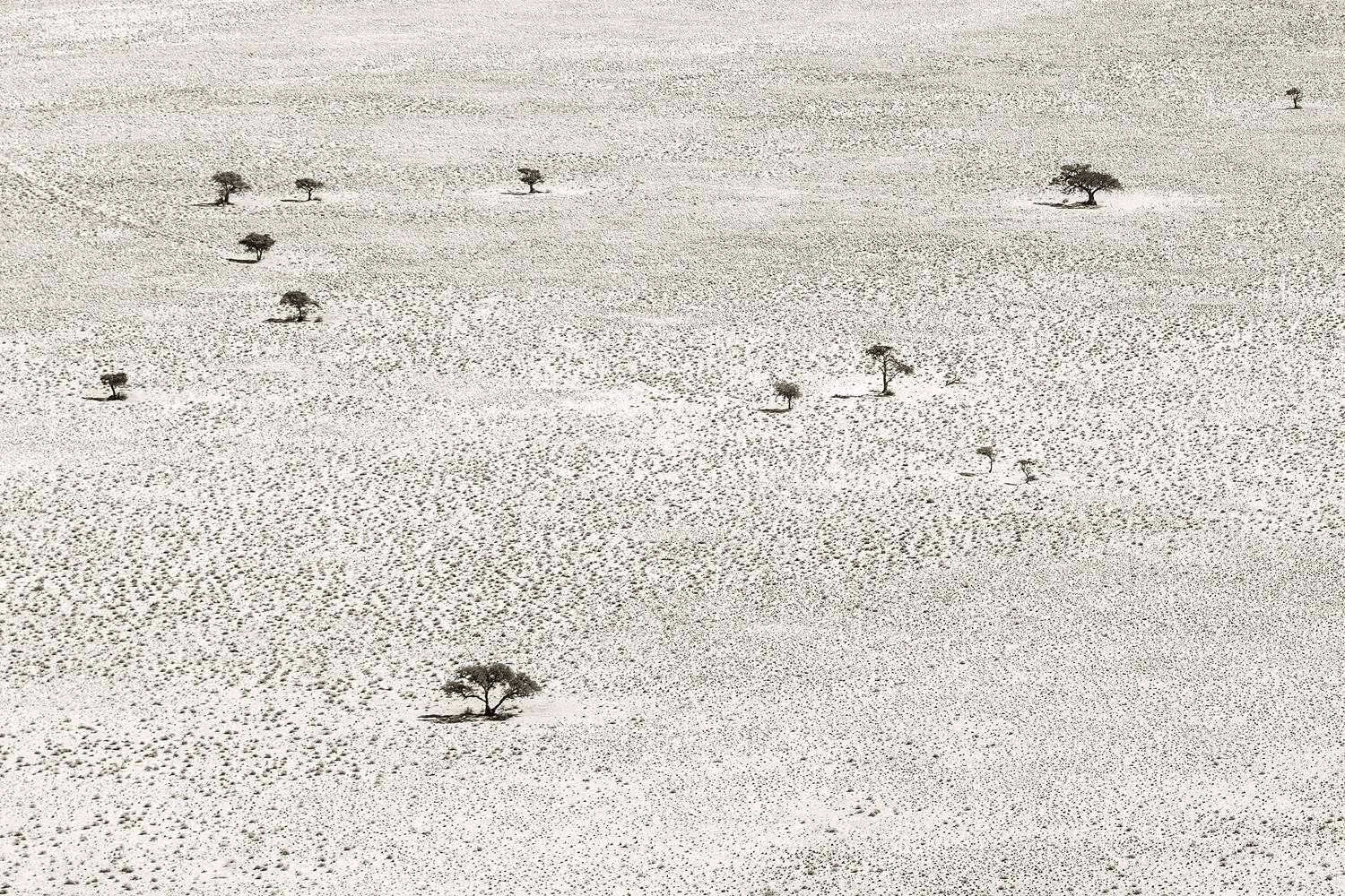 An artistic monochrome composition of Acacia trees in the Namib-Naukluft National Park as seen from a vantage point