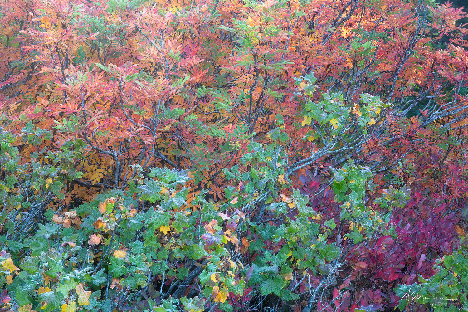 Ash and Currant