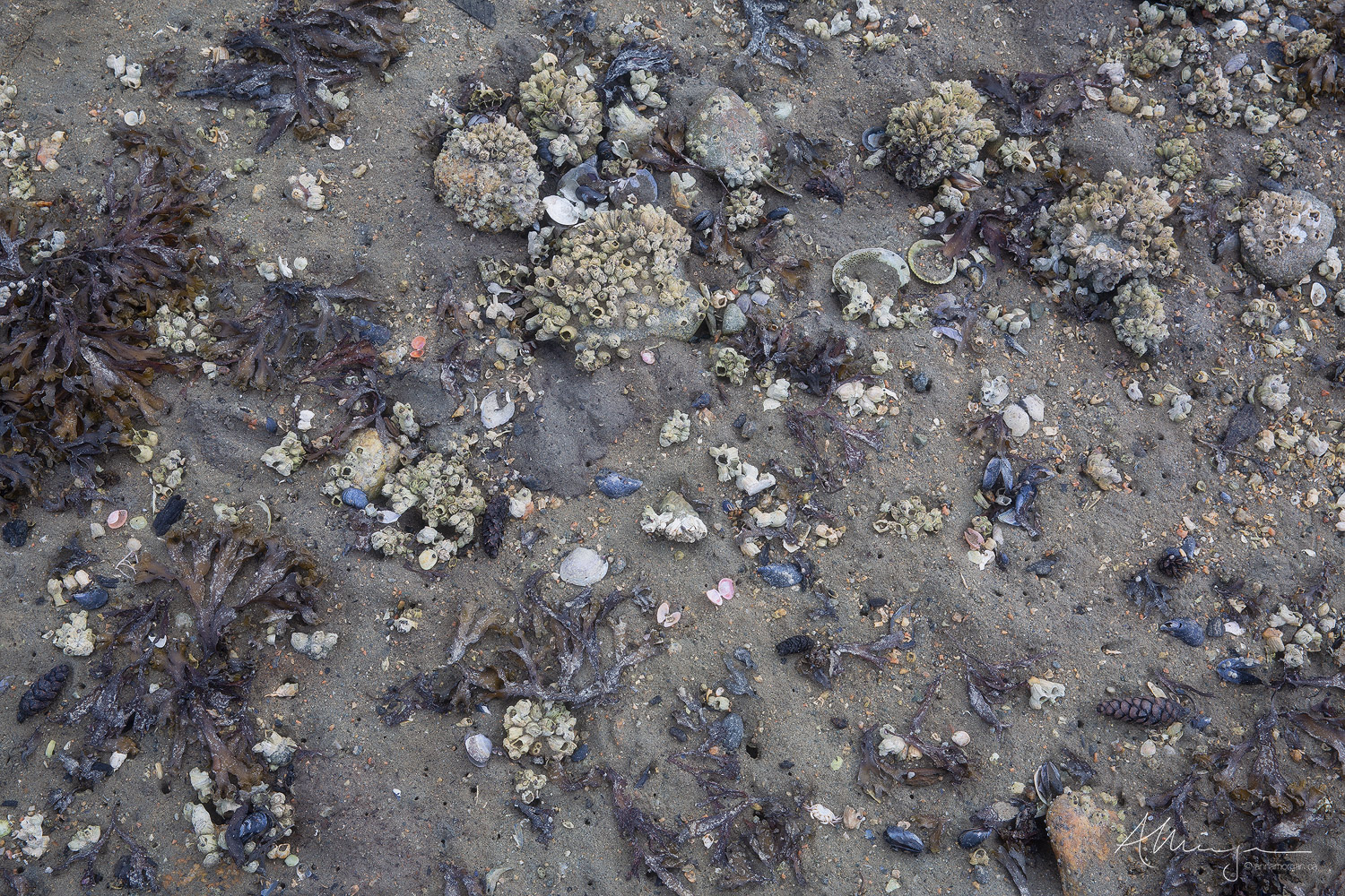 The intertidal zone on a sand beach, with shells, seaweed, barnacles and pine cones.