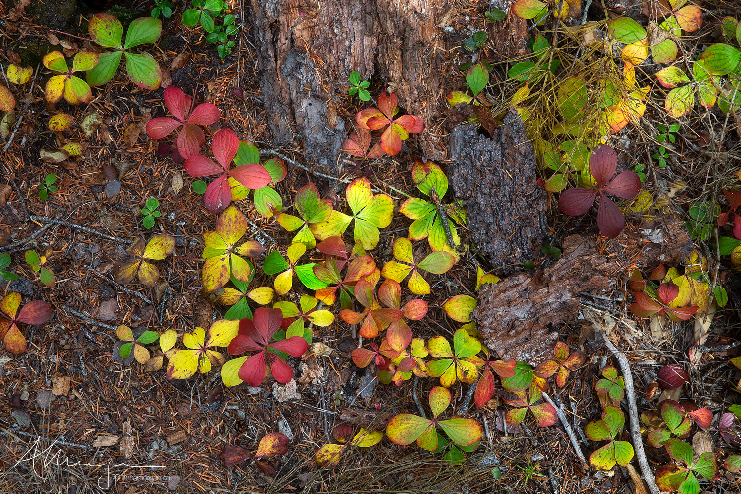 Autumn coolers on bunchberry leaves in a woodland in Manning Provincial Park, British Columbia