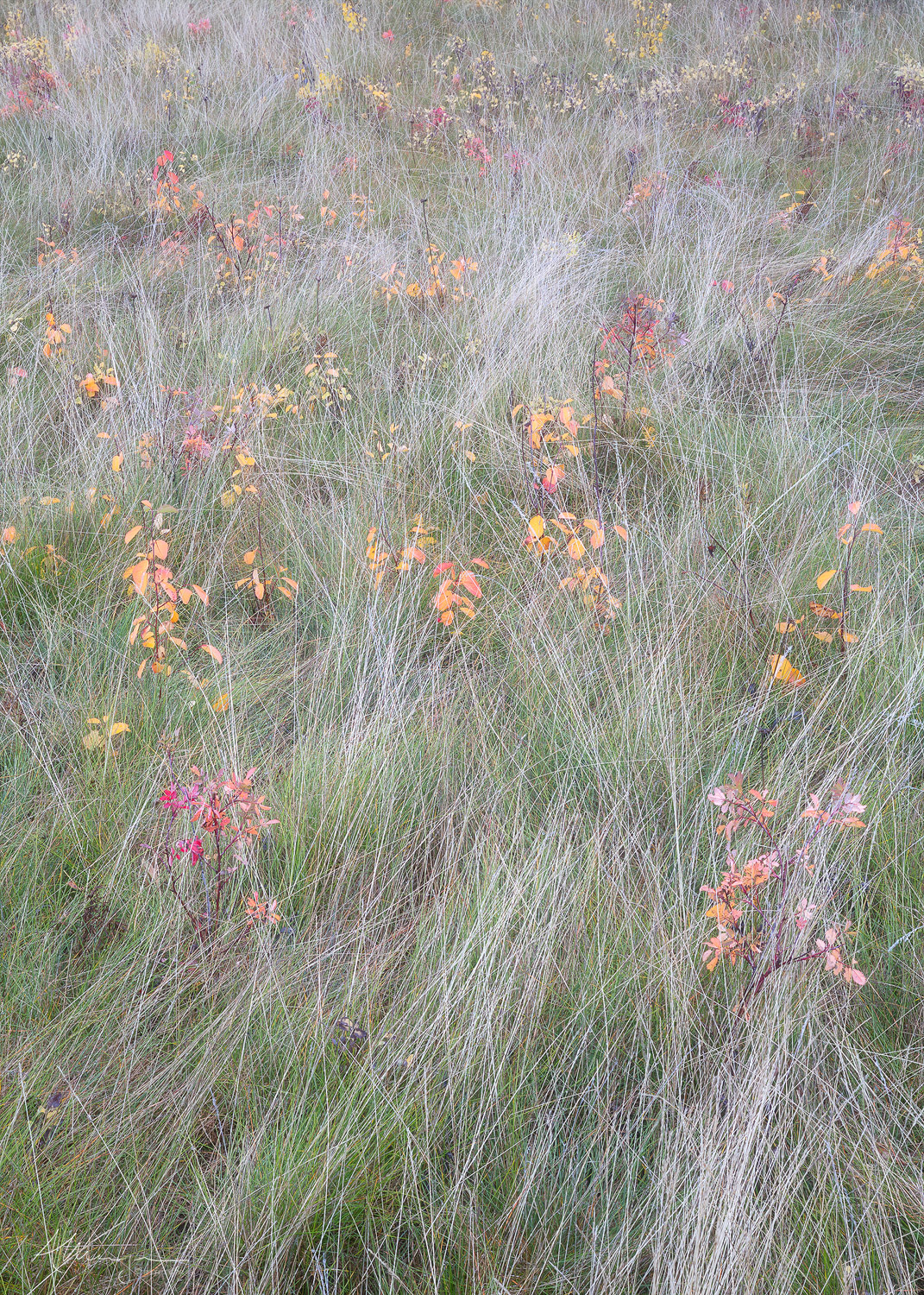 Calliope Delicate and poetic grasses and autumn wild roses in Jasper National Park