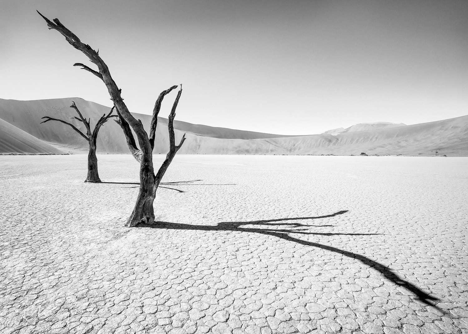 An artistic monochrome composition of Acacia trees in the Deadvlei pan in Sossusvlei, part of the Namib-Naukluft National Park