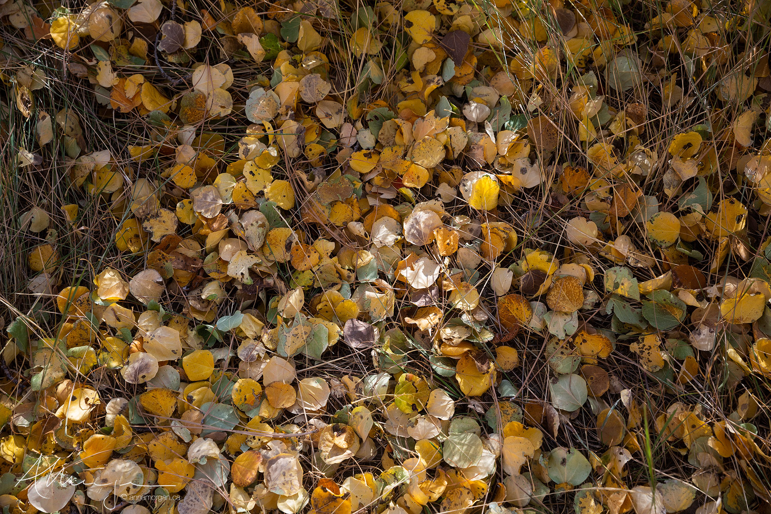Dried, crispy autumn Aspen leaves lie on the ground in the sun in the Eastern Sierra, California