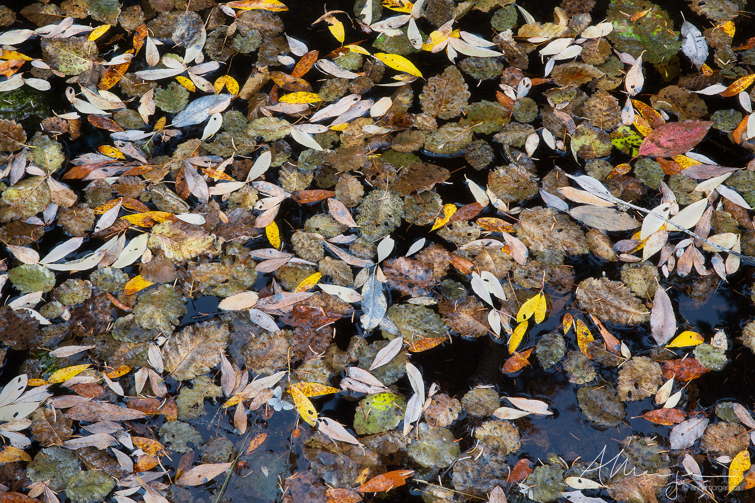 A stagnant pool filled with colourful autumn leaves and bodies of dead insects.