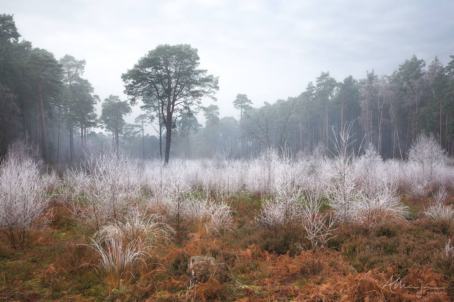 Common Frost Hoar frost on winter birches and grasses on Ockham Common, Surrey, UK