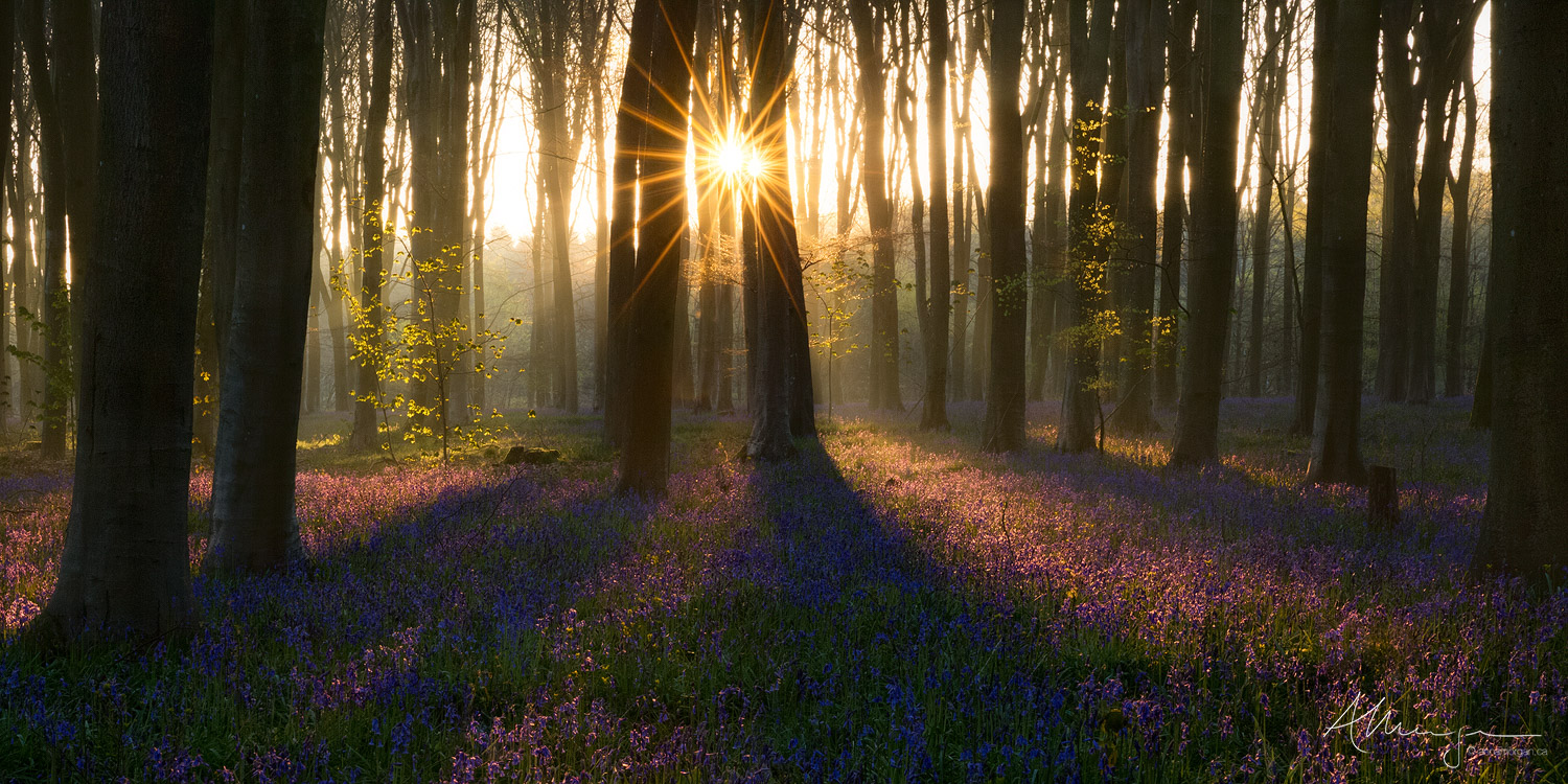 A carpet of bluebells at sunrise in an ancient beech woodland, UK, with a double sun star shining through the trees