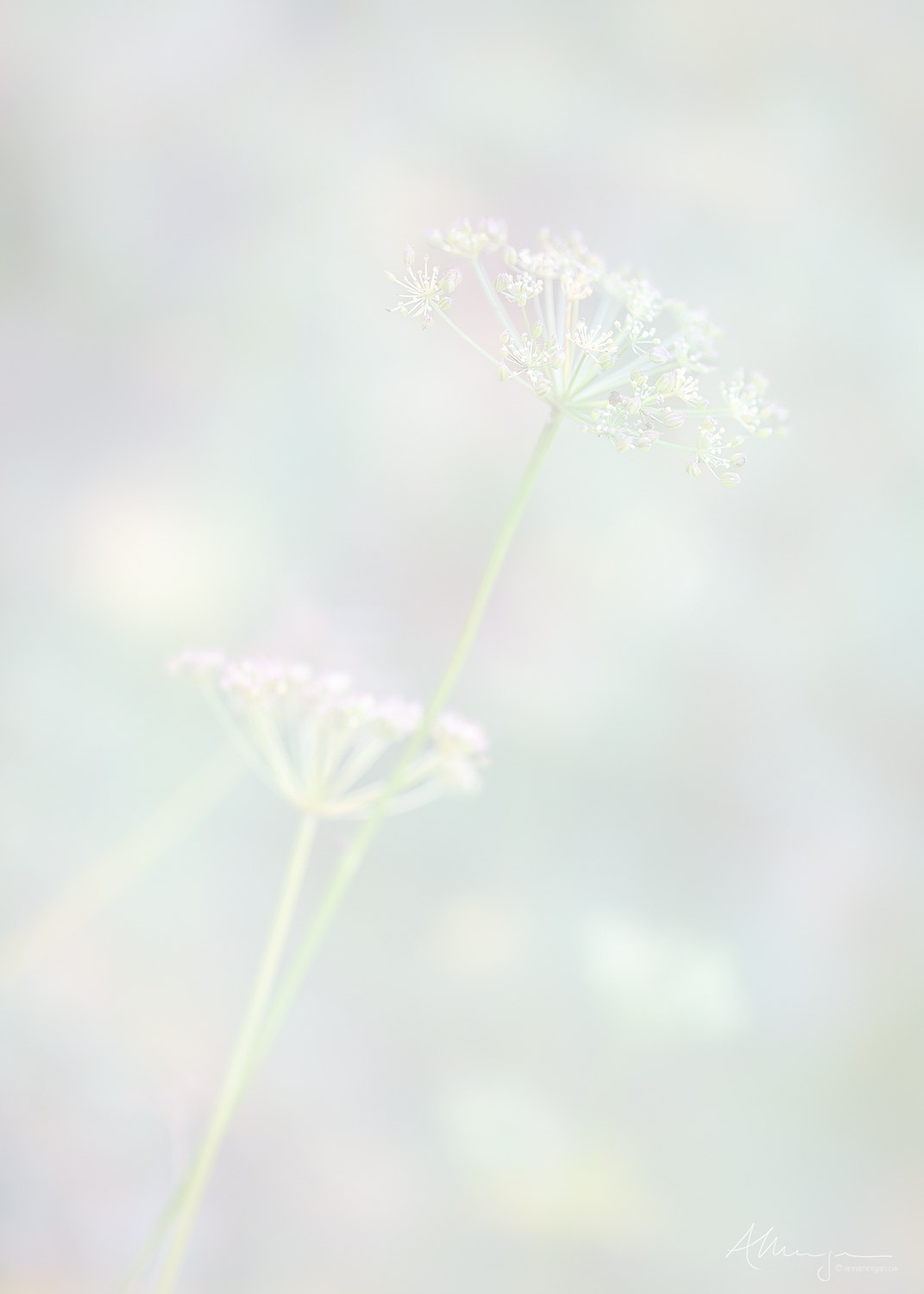 Cow Parsnip