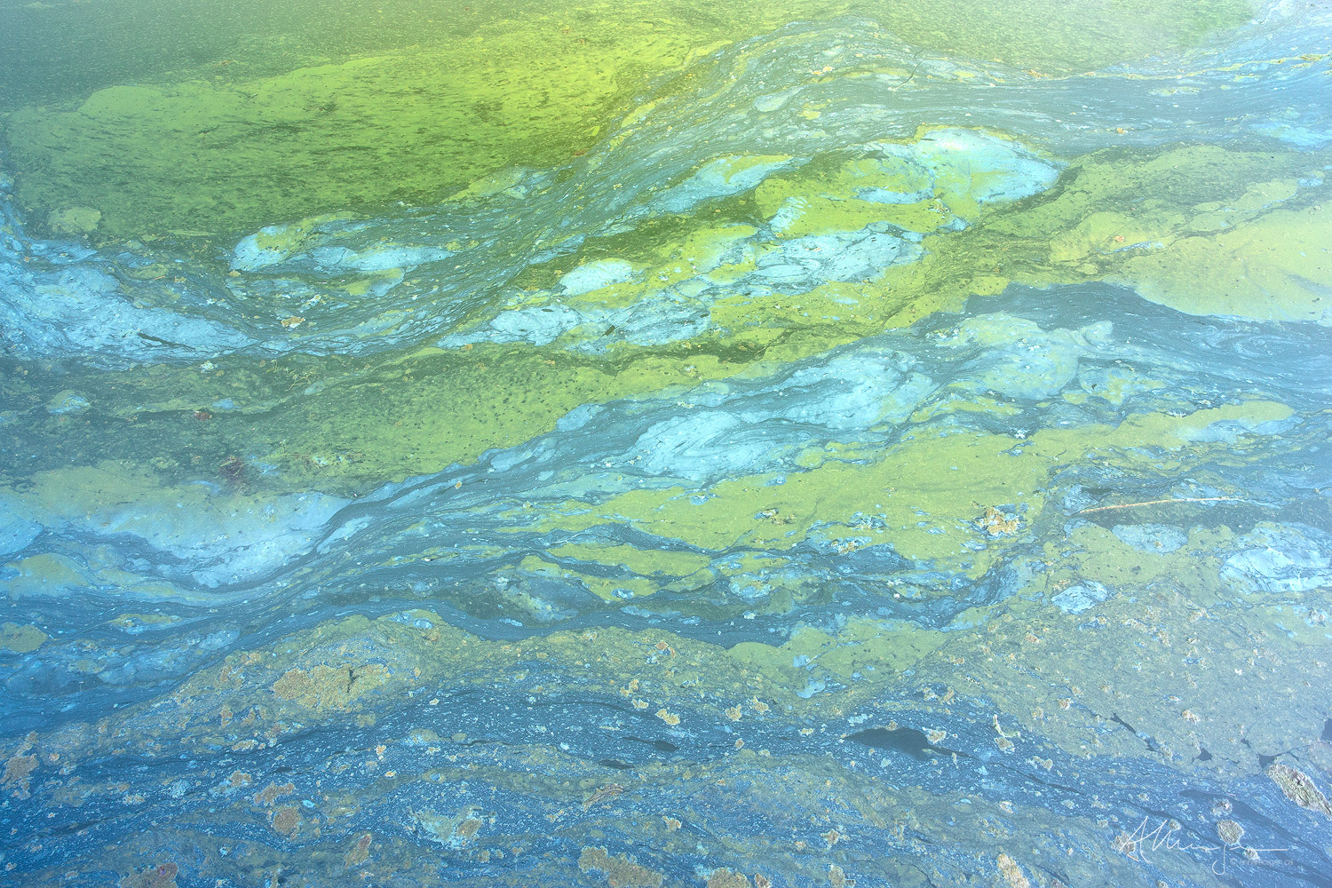 Cyanophyta
