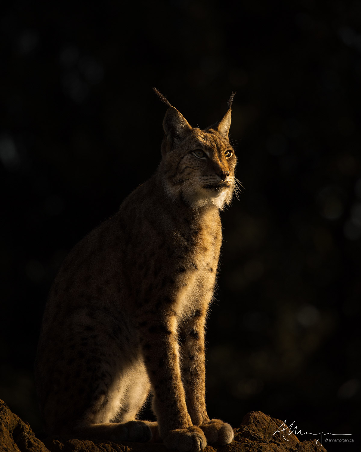 A European Lynx sits in the last rays of warm sunshine in Spain's Cabárceno Park.  