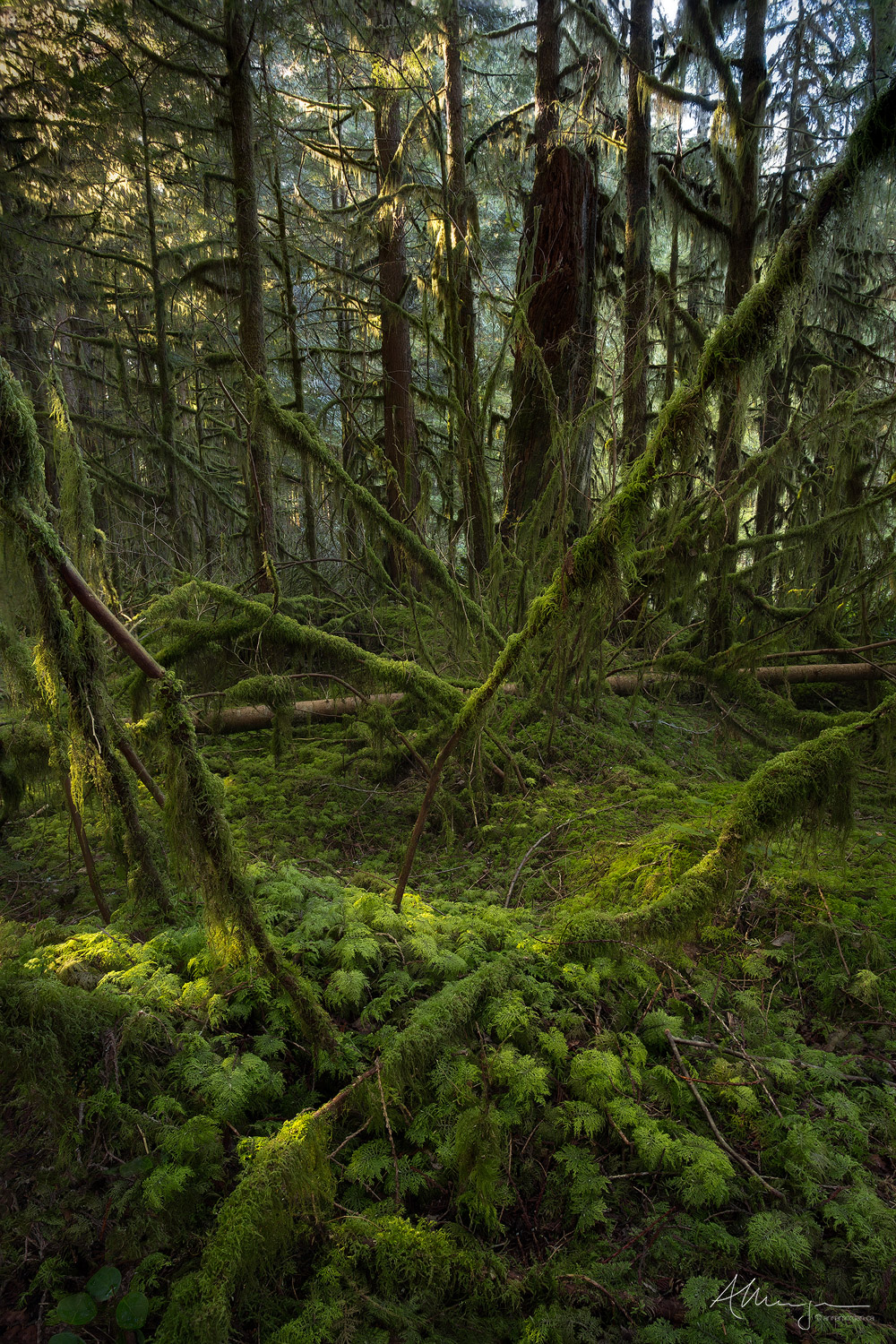Mosses and Ferns in second growth forests in Golden Ears Provincial Park