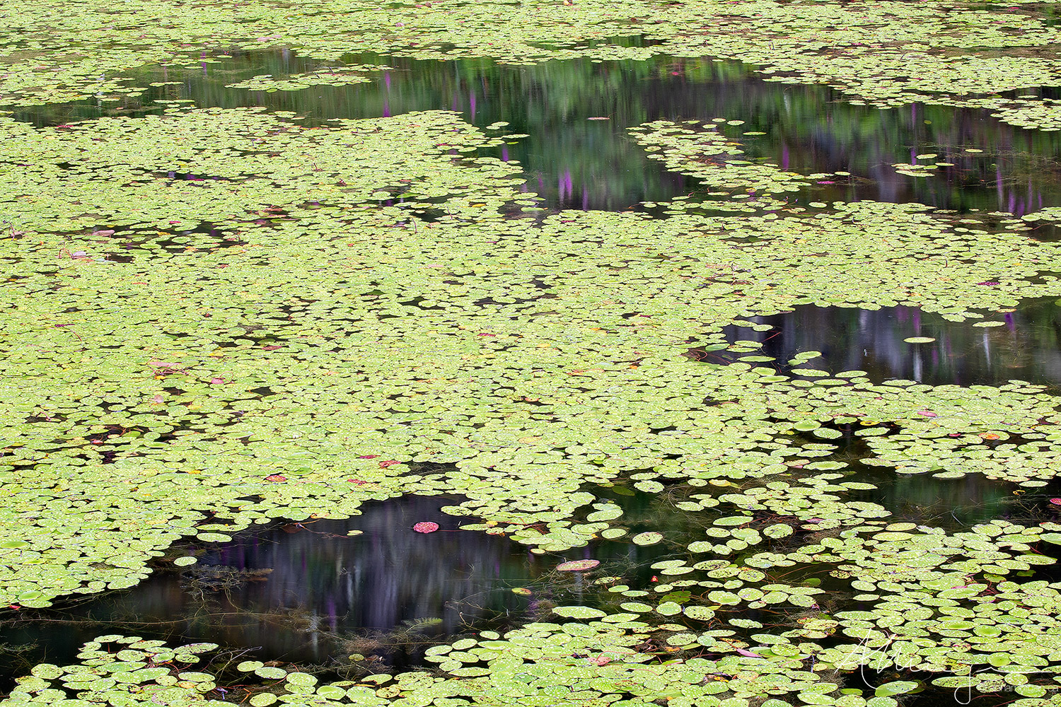 Frog Chorus lily pad covered lake with reflections of pink foxgloves on its surface in the Lower Mainland of British Columbia