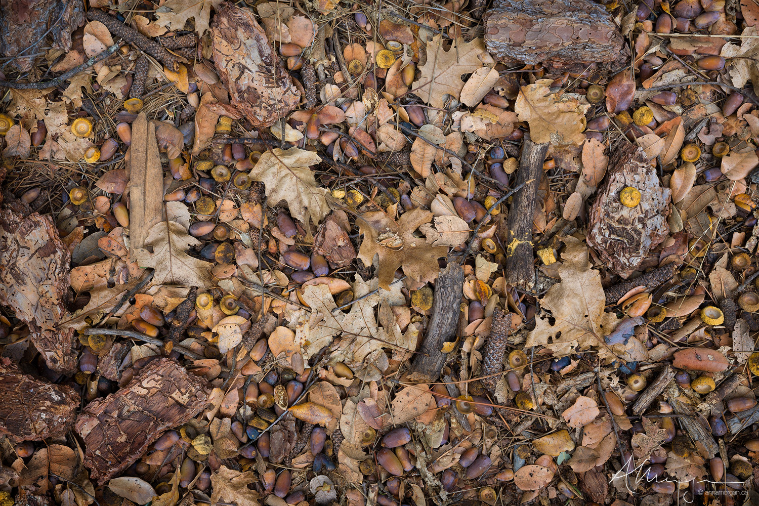 Autumn Oak leaves, bark and acorns scattered across the valley floor in Yosemite National Park, California