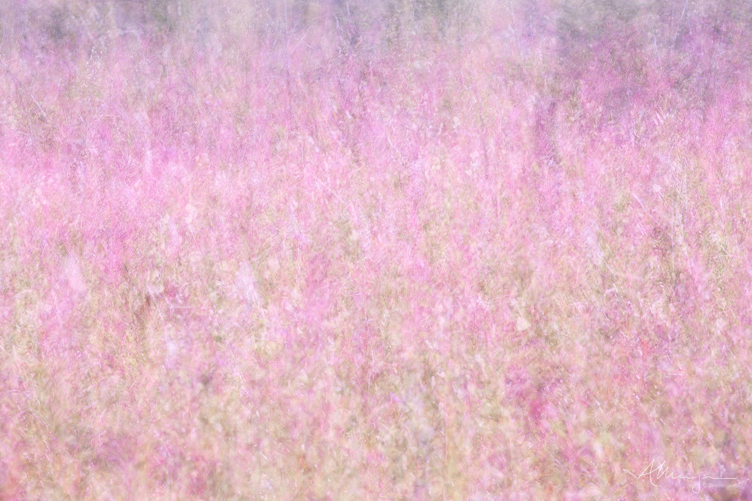 From the Embers From the Embers