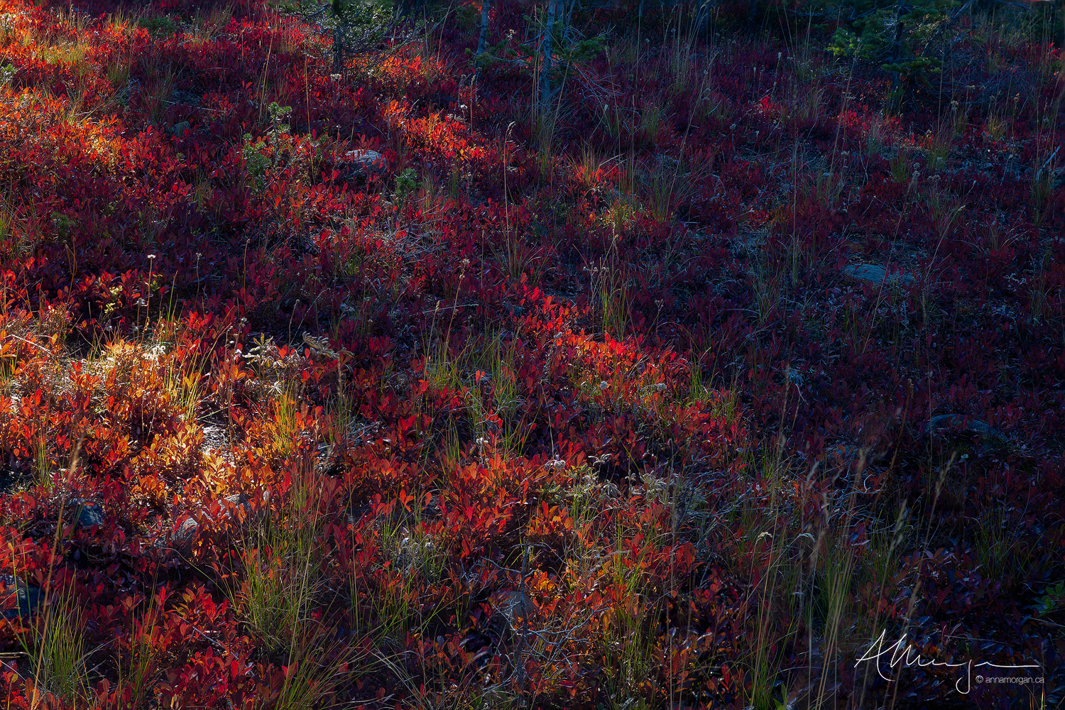 Autumn blueberry bushes are backlit by the warm sun on alpine slopes in British Columbia 