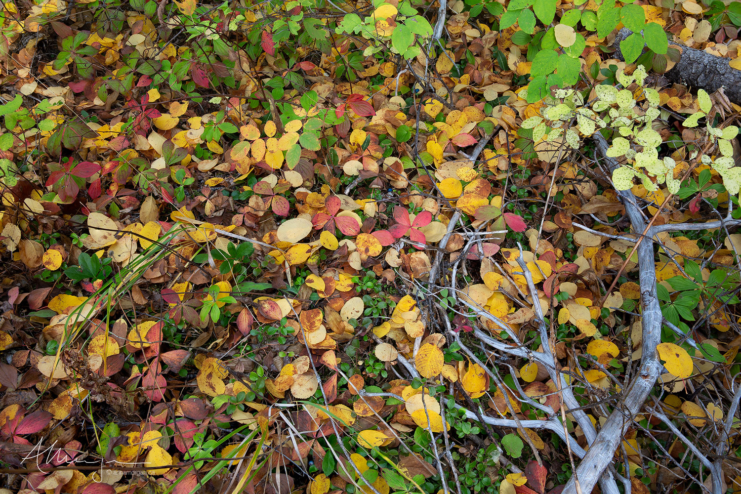 Gifts of Life Autumn leaves on a forest floor in Manning Provincial Park, British Columbia.
