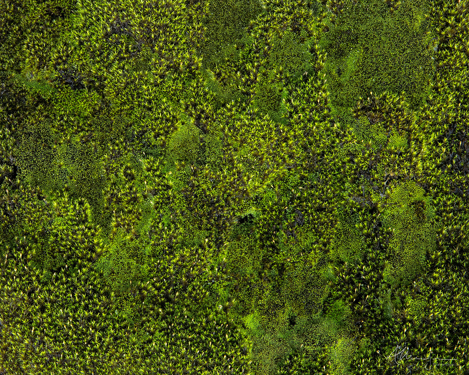 Green Carpet A close up of a moss-covered boulder.