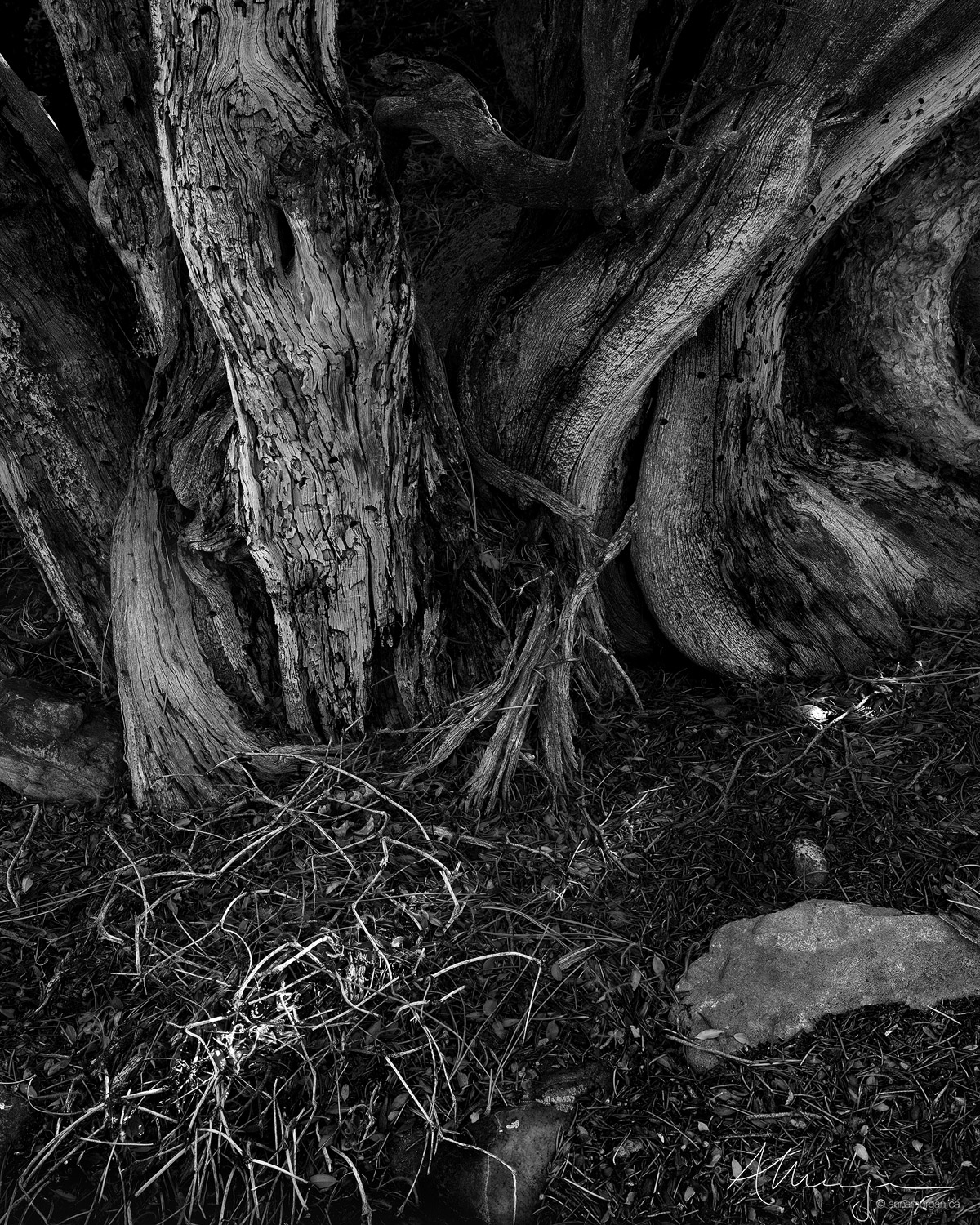 An old, twisted, gnarly tree full of character sits by a creek in the Eastern Sierra, California