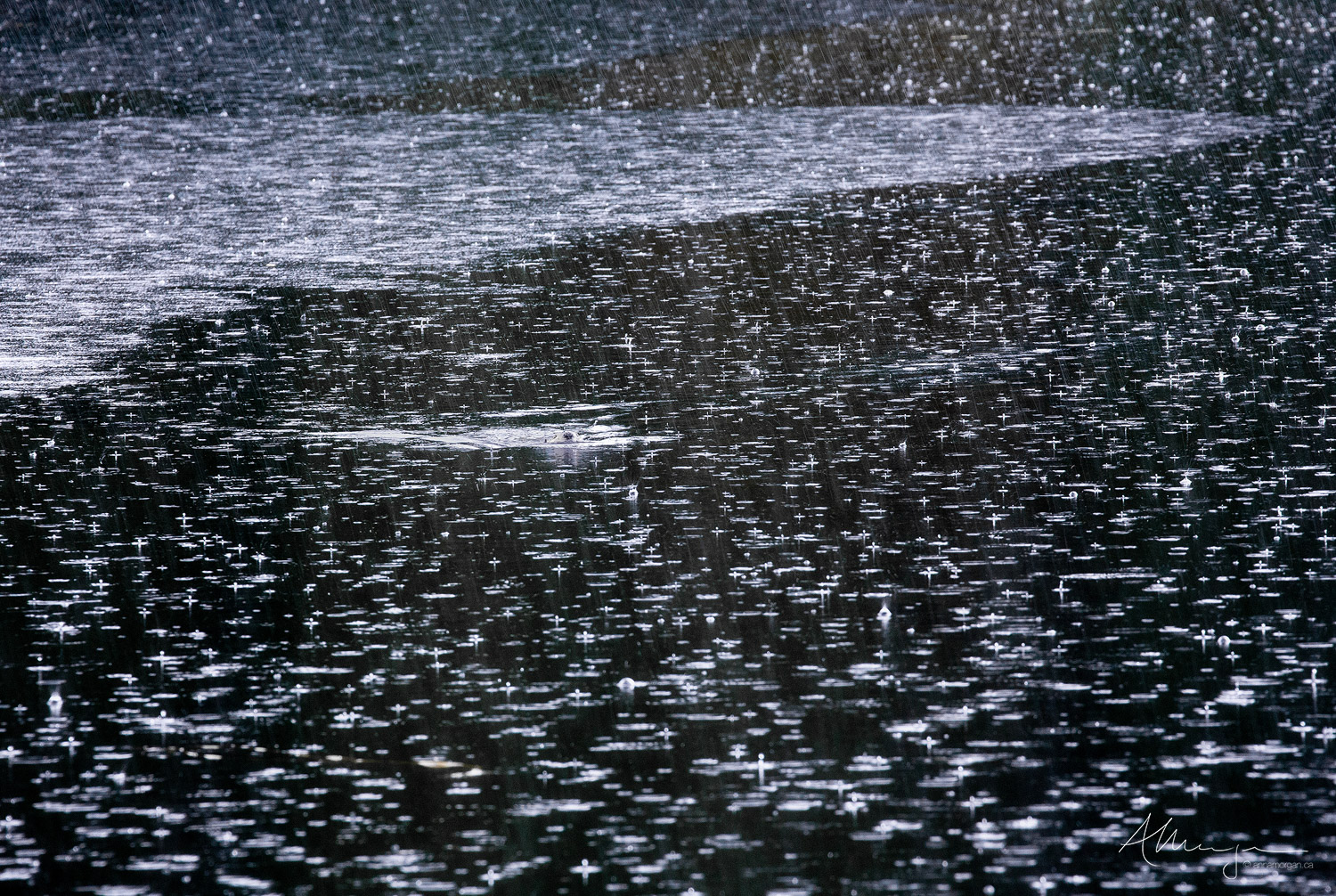 Housekeeping Beaver swimming in a lake in heavy rain