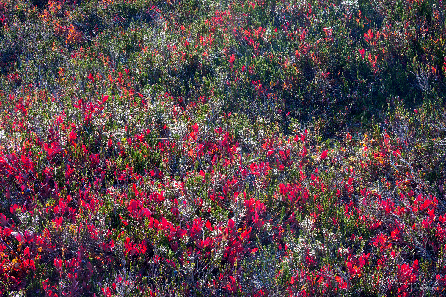 Huckleberry and Heather