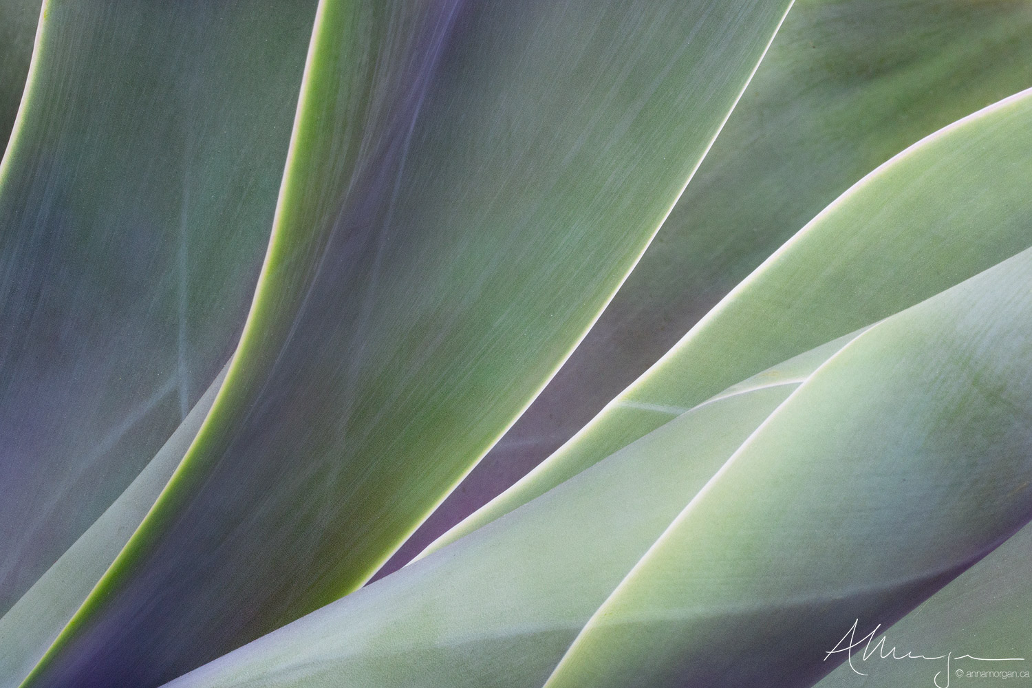 Hues of Agave shades of colour on an agave plant in Kew Gardens, London