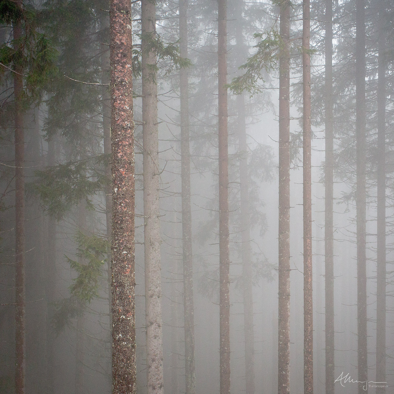 Vertical pine tree trunks in a heavy mist in the Dolomite, Italy.   
