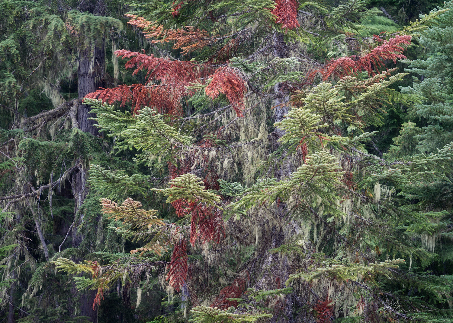 Lichens hang from old growth trees in temperate rainforest in Mount Rainier national park, Washington