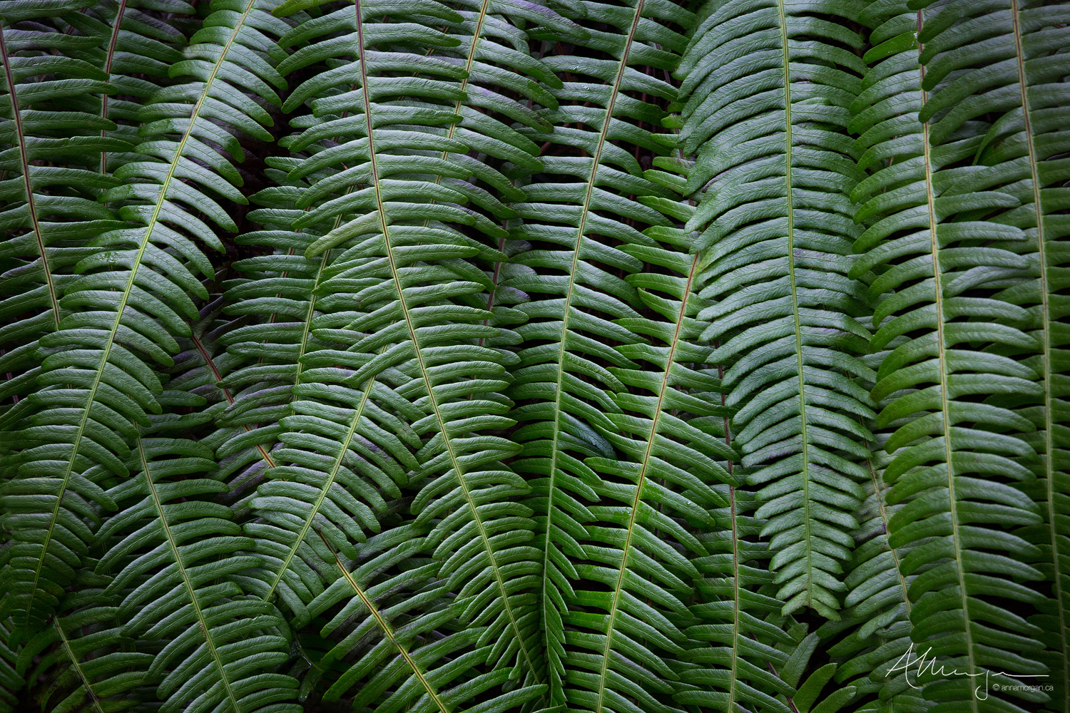 Layered fronds of liquorice fronds grow in a natural wall in the rainforest