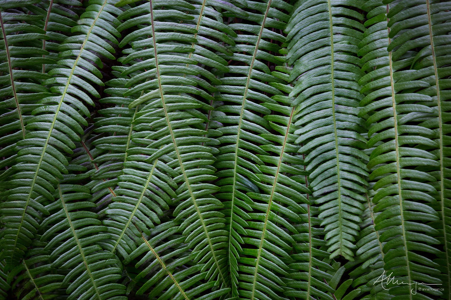 Liquorice Layered fronds of liquorice fronds grow in a natural wall in the rainforest