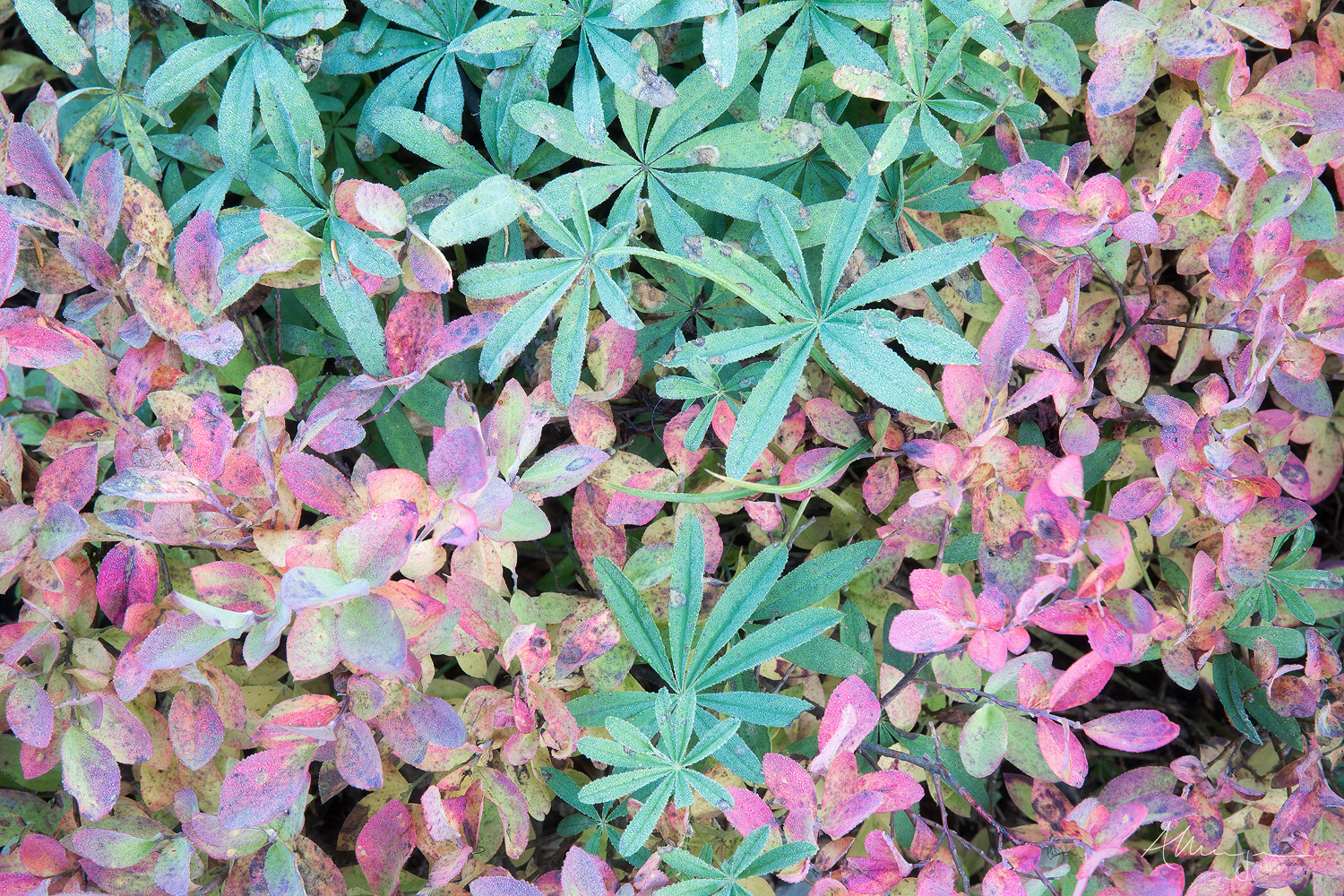 Lupine and Huckleberry