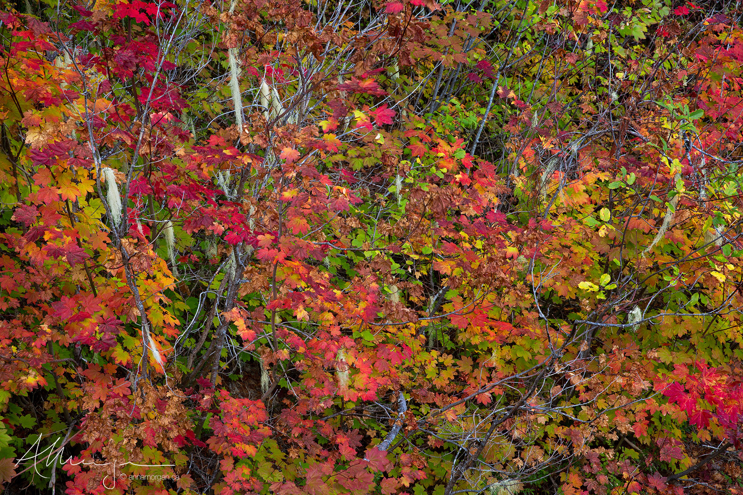 Lichens cascade from vine maples in full autumn color