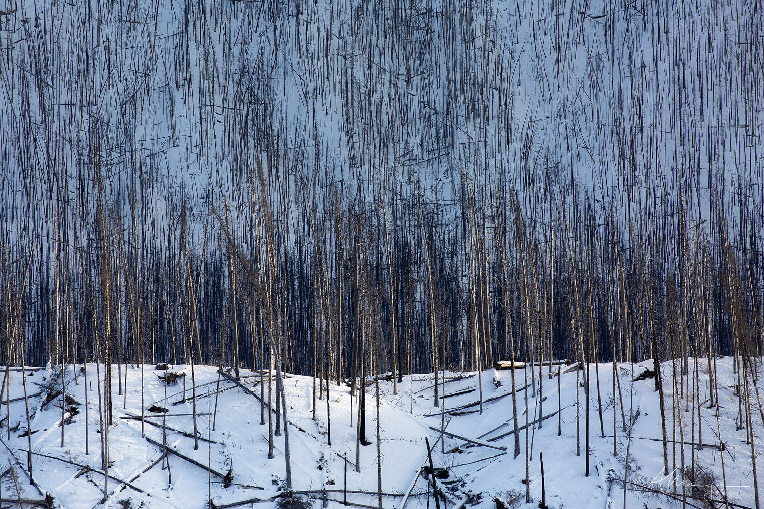 Fire charred trees stand, like tiny matchsticks covering the slopes of the Canadian Rocky Mountains.