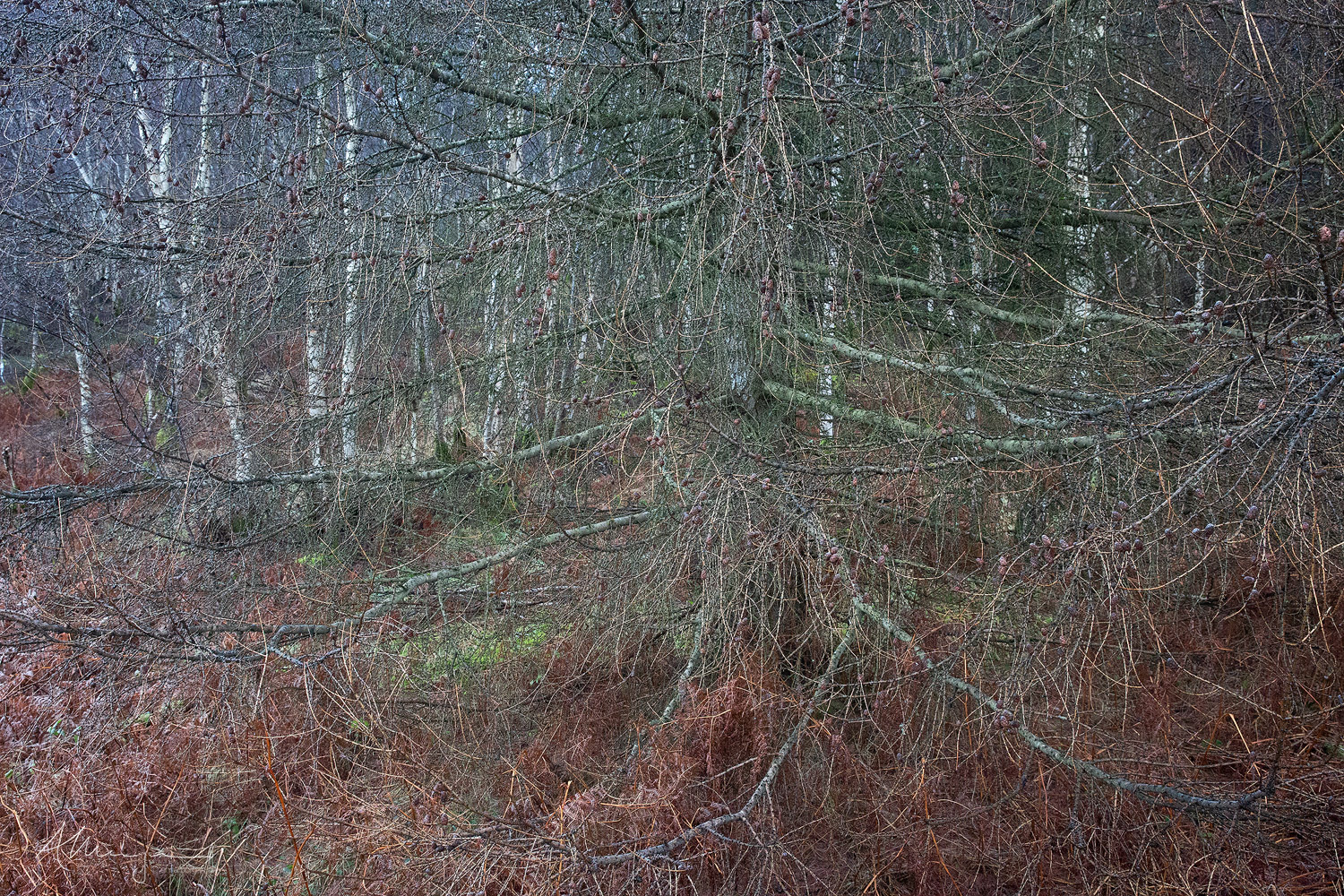 A Scottish woodland in winter drizzle.