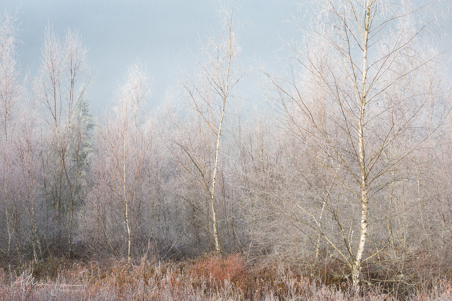 Bare birch trees and heather covered in hoar frost on a cold Winter morning