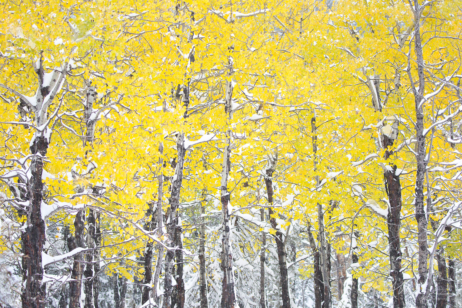 Snow laden trees with bright yellow Autumn foliage