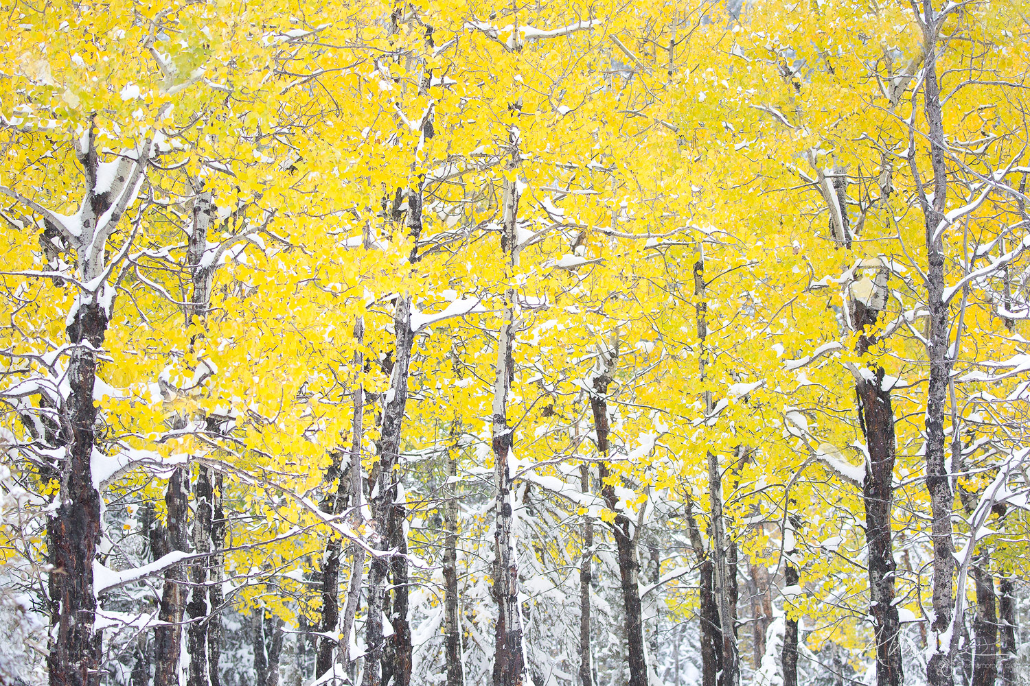 Mosaic Snow laden trees with bright yellow Autumn foliage