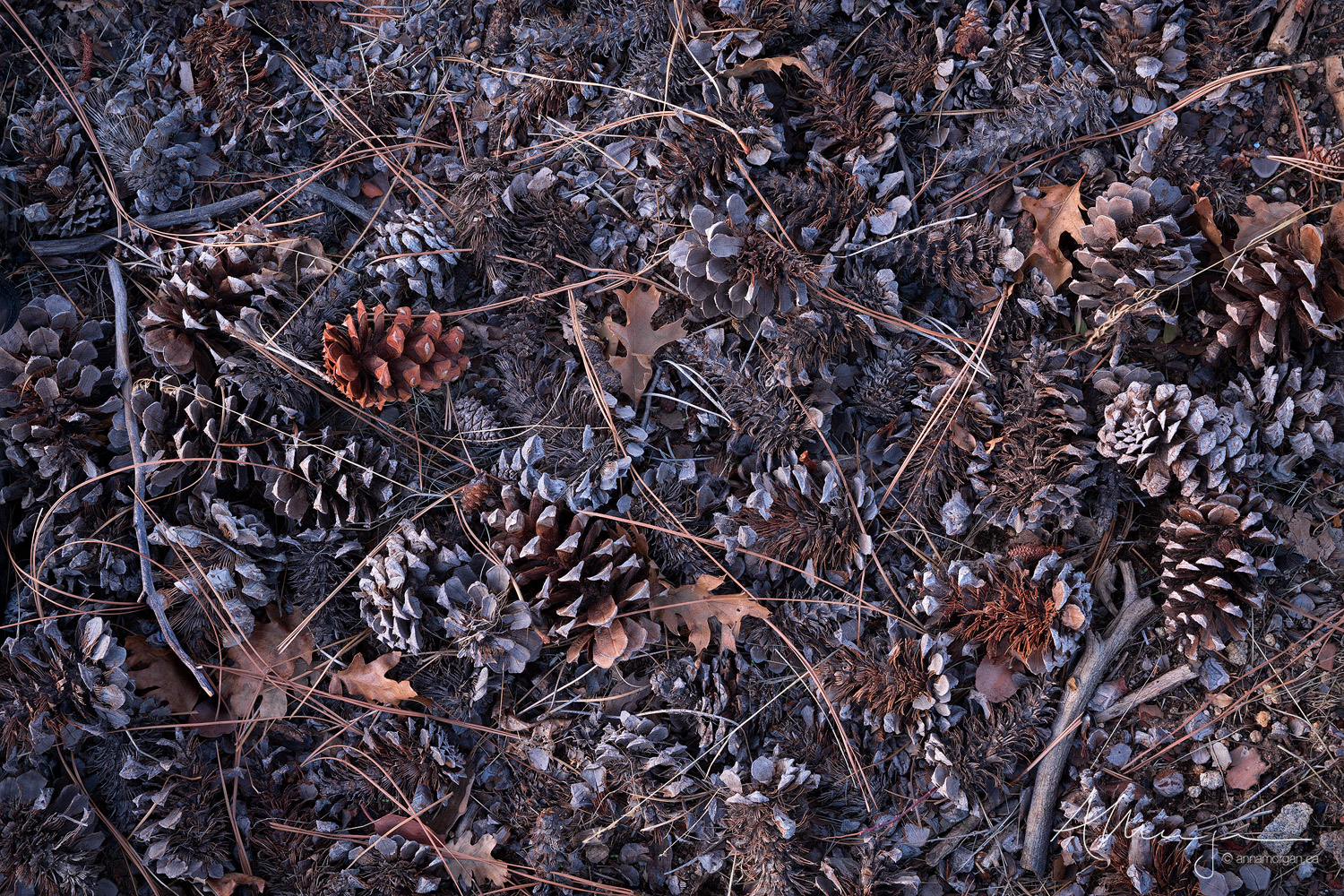 Dried Oak leaves and Pine cones lay on the forest floor in early winter