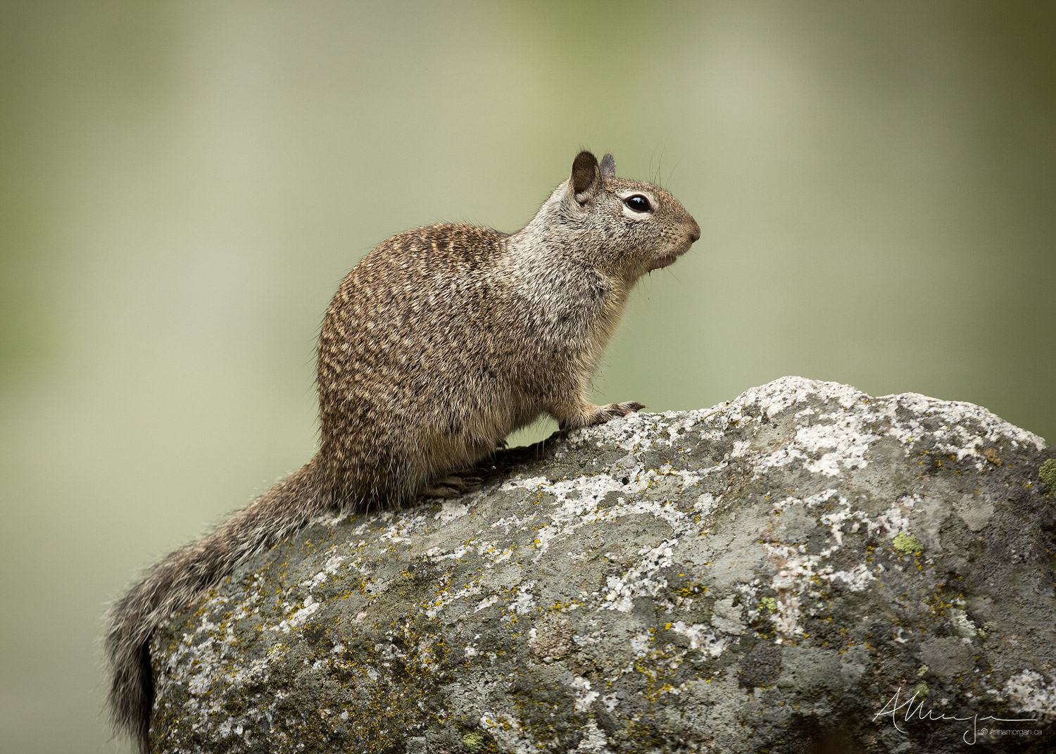 A California ground squirrel poised on a rock in Yosemite National Park. 