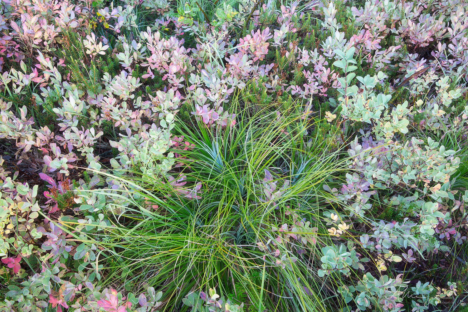 Pastels and Grasses