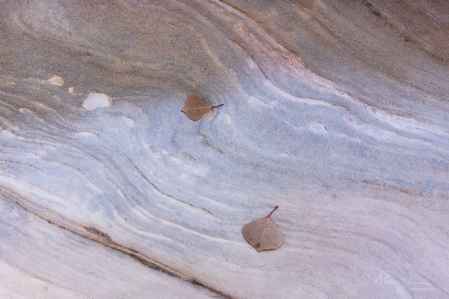 Pause Ponderosa pine needles arranged on colourful and interesting patterns on the sandstone of the Clear Creek area in Zion National Park, Utah