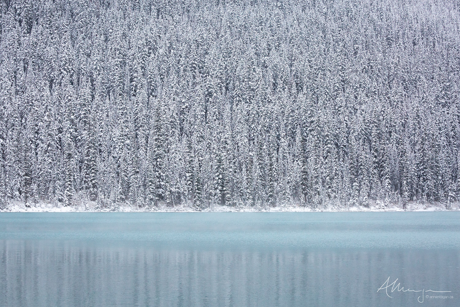 Winter snow-laden trees are reflected in the quiet waters of Lake Louise, Alberta.
