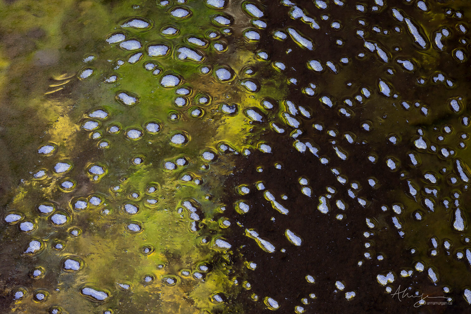 River Cold reflections of trees in the water with foam bubbles along Pine Creek in Zion National Park, Utah