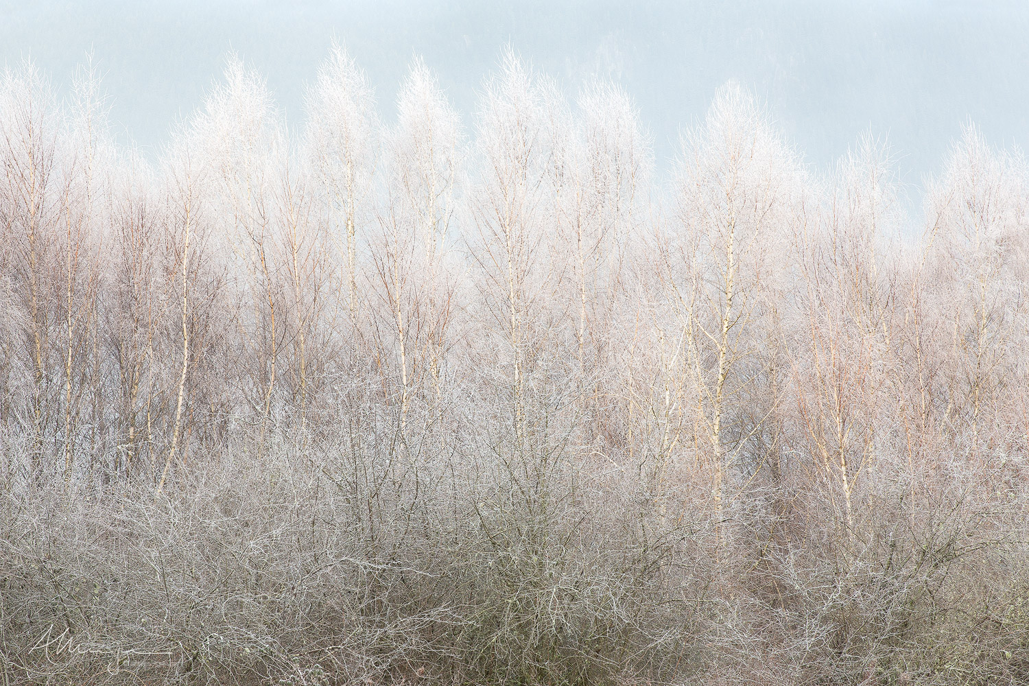 winter trees with bare branches, covered in a layer of rime ice.